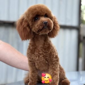 Samanta Toy Poodle