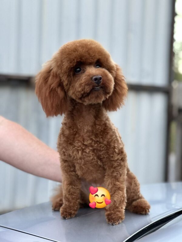 Samanta Toy Poodle Samanta Toy Poodle