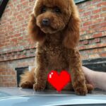Samanta-female-Toy-Poodle-puppy-for-sale-2