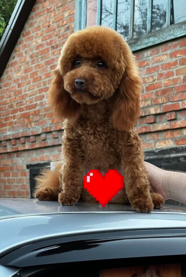 Samanta Toy Poodle Samanta Toy Poodle