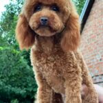 Samanta-female-Toy-Poodle-puppy-for-sale-3