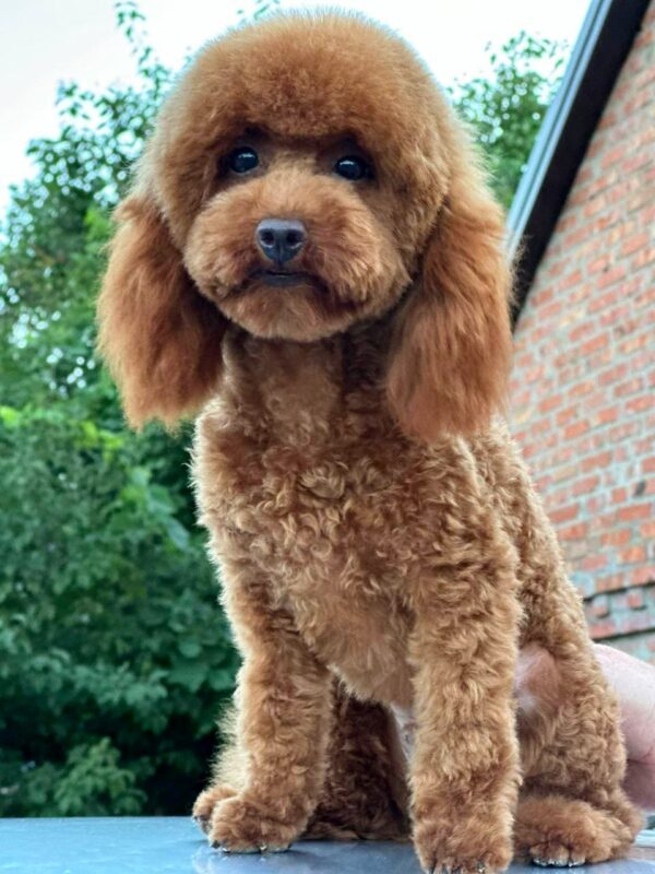 Samanta Toy Poodle Samanta Toy Poodle