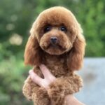 Samanta-female-Toy-Poodle-puppy-for-sale-4