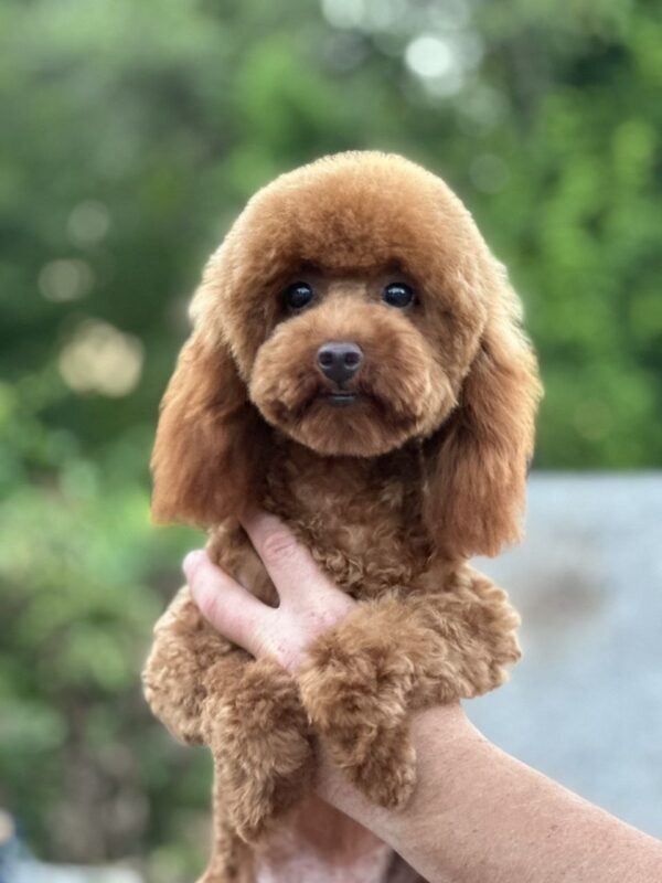 Samanta Toy Poodle Samanta Toy Poodle