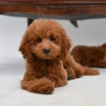 Sammy-male-Toy-Poodle-puppy-for-sale-1