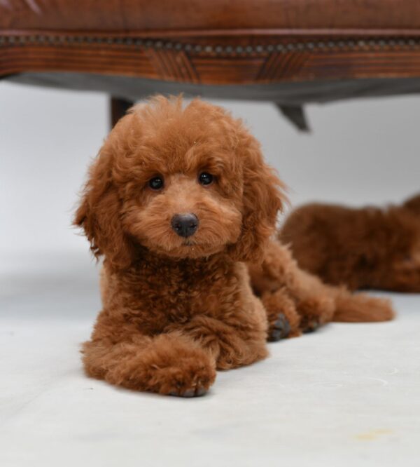 Sammy Toy Poodle Sammy Toy Poodle