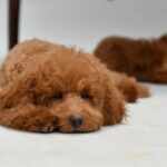 Sammy-male-Toy-Poodle-puppy-for-sale-2