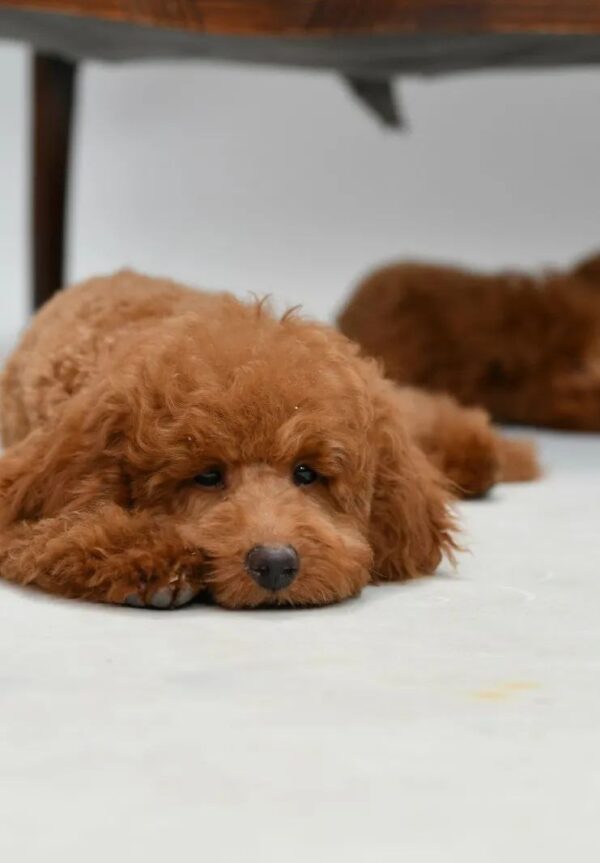 Sammy Toy Poodle Sammy Toy Poodle