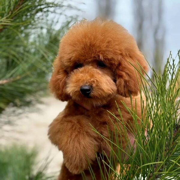 Sammy Toy Poodle Sammy Toy Poodle