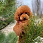 Sammy-male-Toy-Poodle-puppy-for-sale-4
