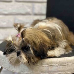 Sarabeth Shih Tzu