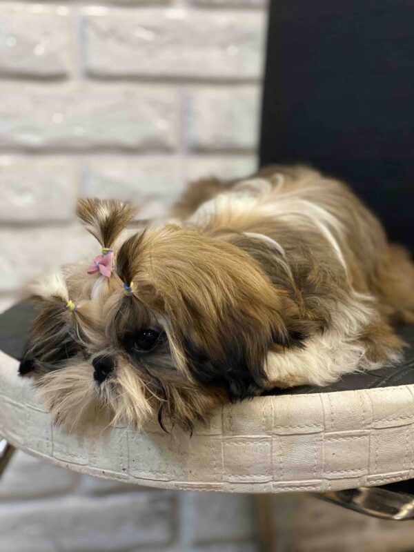 Sarabeth Shih Tzu Sarabeth Shih Tzu