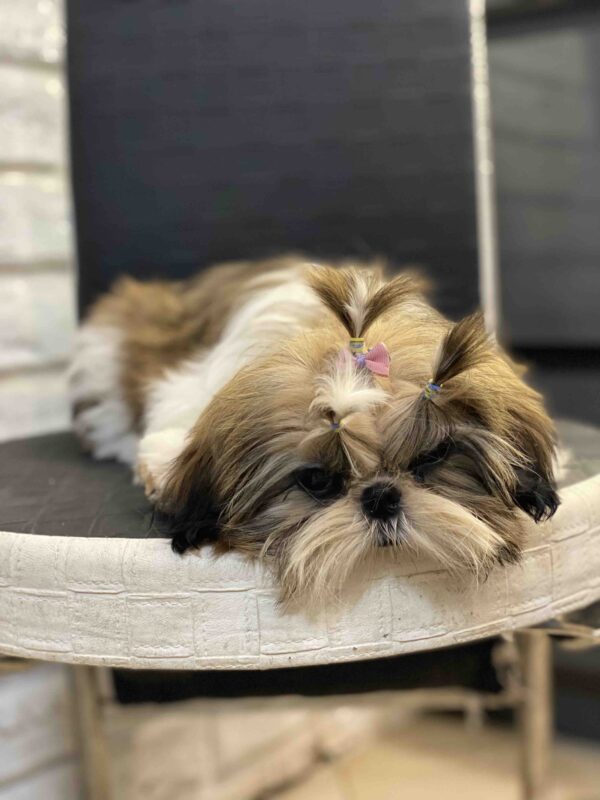 Sarabeth Shih Tzu Sarabeth Shih Tzu