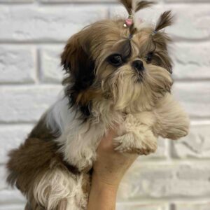 Sarabeth Shih Tzu