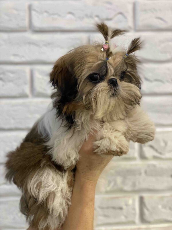 Sarabeth Shih Tzu Sarabeth Shih Tzu