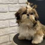Sarabeth-female-shih-tzu-puppy-for-sale-1 (4)