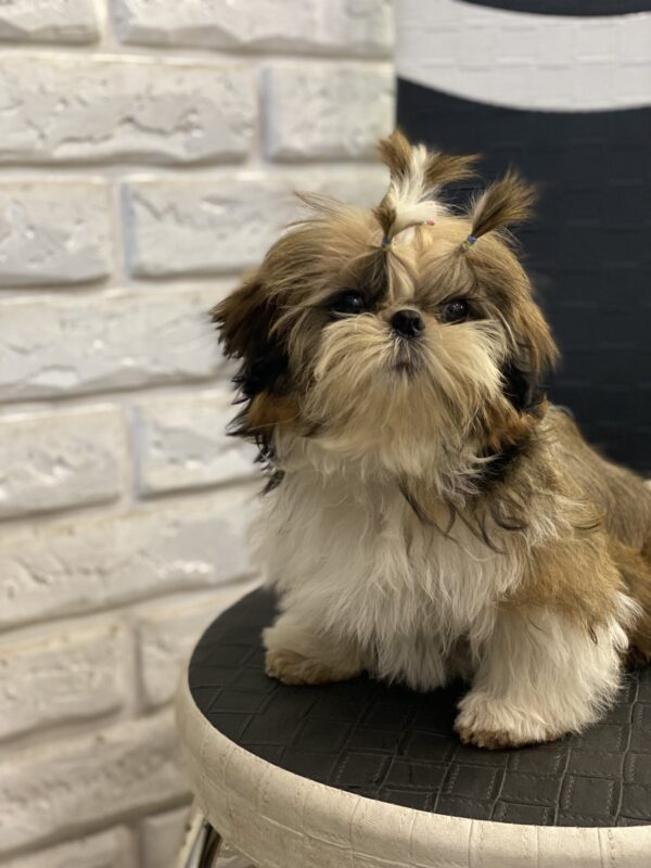 Sarabeth Shih Tzu Sarabeth Shih Tzu