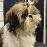 Sarabeth-female-shih-tzu-puppy-for-sale-1 (5)