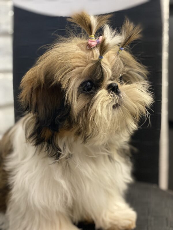 Sarabeth Shih Tzu Sarabeth Shih Tzu