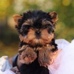 Shoora-female-Yorkshire-puppy-for-sale-1