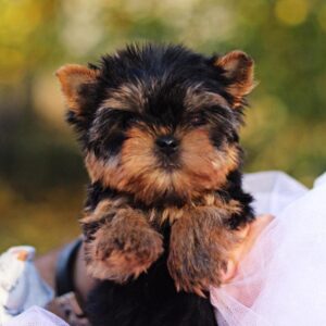 Shoora Yorkshire Terrier