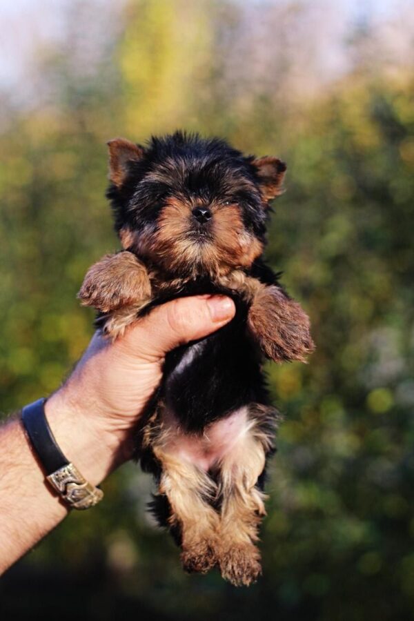 Shoora Yorkshire Terrier
