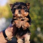 Shoora-female-Yorkshire-puppy-for-sale-3