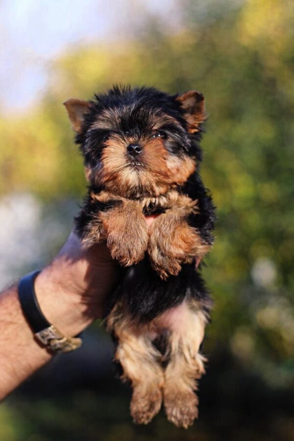 Shoora Yorkshire Terrier