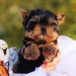 Shoora-female-Yorkshire-puppy-for-sale-4