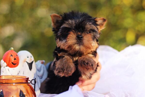 Shoora Yorkshire Terrier
