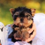 Shoora-female-Yorkshire-puppy-for-sale-5