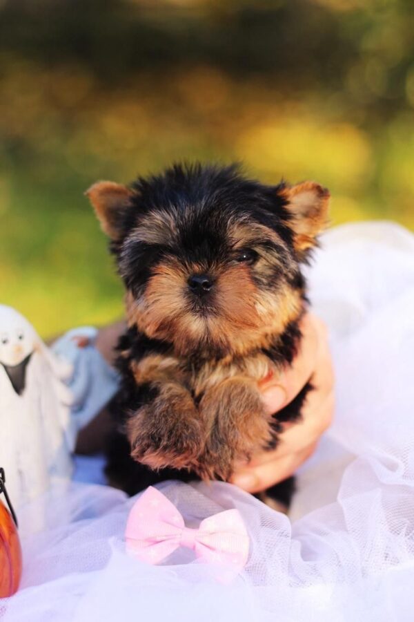 Shoora Yorkshire Terrier
