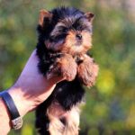 Shoora-female-Yorkshire-puppy-for-sale-6