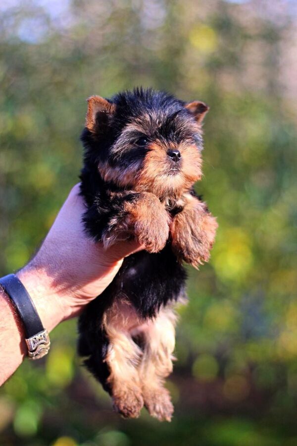 Shoora Yorkshire Terrier