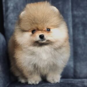 Simon Pomeranian