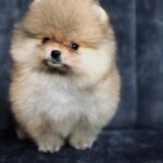 Simon-male-pomeranian-puppy-for-sale-1 (2)