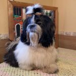 Simon-male-shih-tzu-puppy-for-sale-1 (1)