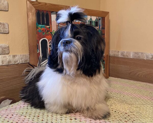 Simon Shih Tzu Simon Shih Tzu