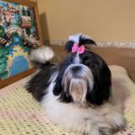 Bumblebee Shih Tzu