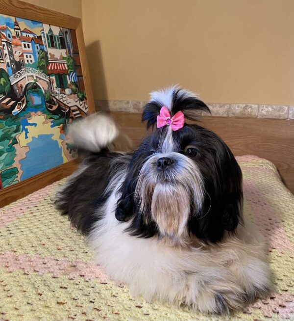 Simon Shih Tzu Simon Shih Tzu