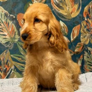 Skye English Cocker Spaniel