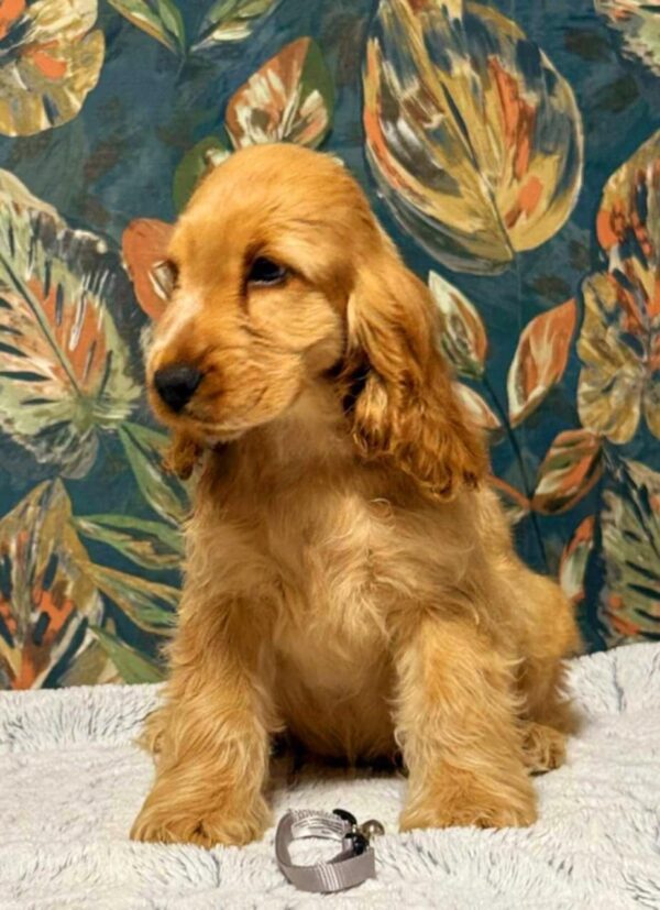 Skye English Cocker Spaniel