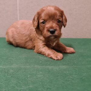 Sokora Cavapoo