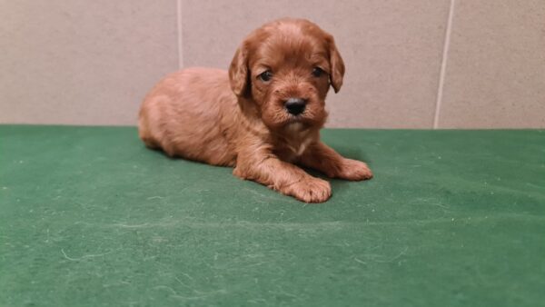 Sokora Cavapoo Sokora Cavapoo