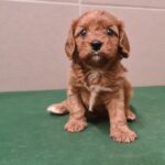 Sokora-female-cavapoo-puppy-for-sale- (1)