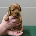 Sokora-female-cavapoo-puppy-for-sale-1 (2)