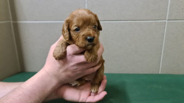 Sokora Cavapoo Sokora Cavapoo