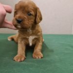 Sokora-female-cavapoo-puppy-for-sale-1 (3)