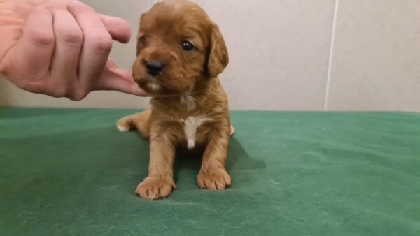 Sokora Cavapoo Sokora Cavapoo