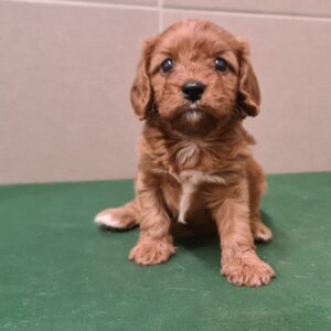 Sokora Cavapoo